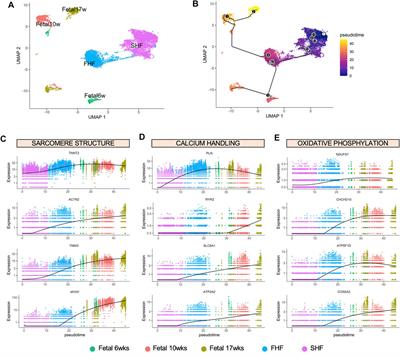 Transcriptional, Electrophysiological, and Metabolic Characterizations of hESC-Derived First and Second Heart Fields Demonstrate a Potential Role of TBX5 in Cardiomyocyte Maturation